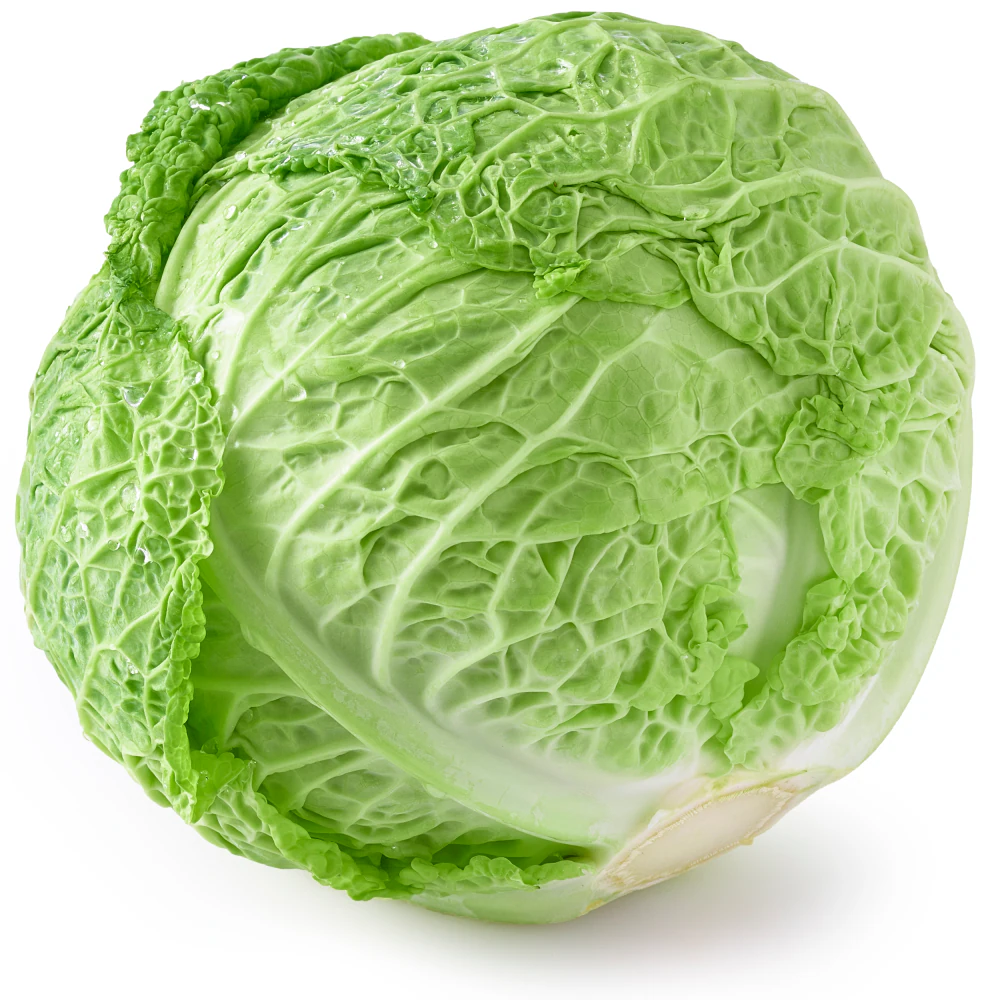 Cabbage 