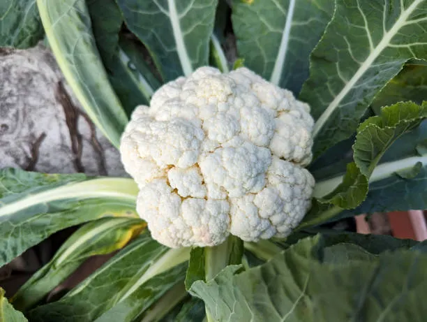 Cauliflower-